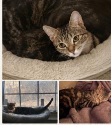 Lost Female Cat last seen Irongate way near Bank of America , Manassas, VA 20109