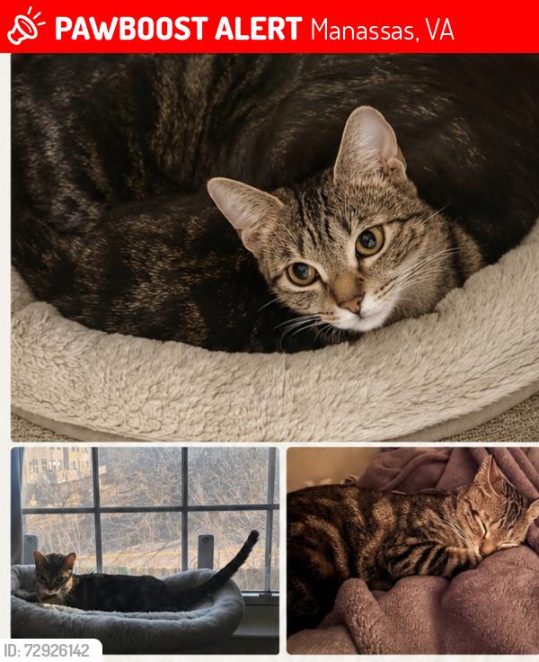 Lost Female Cat last seen Irongate way near Bank of America , Manassas, VA 20109