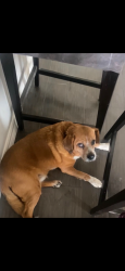 Reunited Male Dog last seen Agora park, Corinth, TX 76208