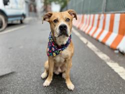 Shelter Stray Male Dog last seen Near 60th Street, BROOKLYN, NY, 11220, New York, NY 10029