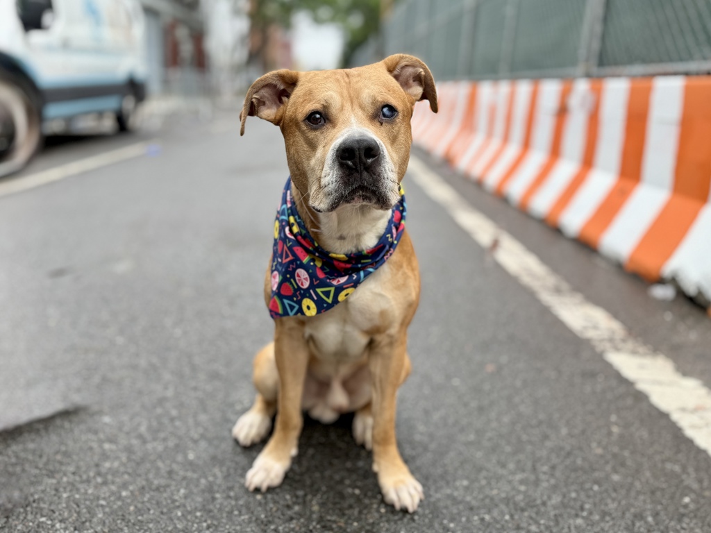 Shelter Stray Male Dog last seen Near 60th Street, BROOKLYN, NY, 11220, New York, NY 10029