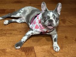 Reunited Female Dog last seen Fox Plains Dr, Florissant, MO 63034