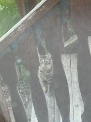Found/Stray Unknown Cat last seen Backyard Casselman , Edmonton, AB T5A 4X8