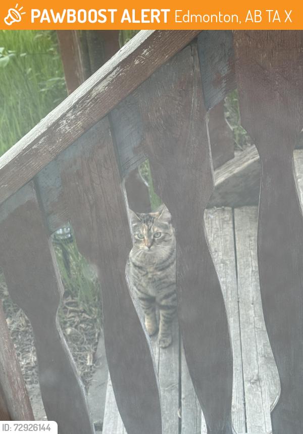 Found/Stray Unknown Cat last seen Backyard Casselman , Edmonton, AB T5A 4X8
