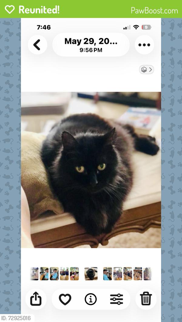 Reunited Male Cat last seen Mount Pleasant/ Cleveland Ave, North Canton, OH 44720