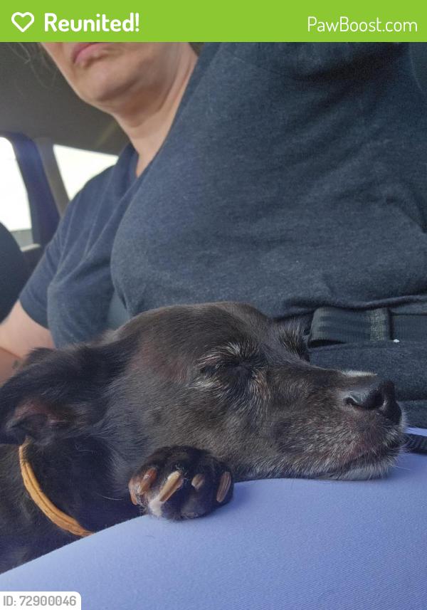 Reunited Female Dog last seen Columbus St and Election hse rd, Lancaster, OH 43130