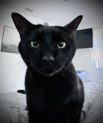 Lost Male Cat last seen Mountain View Drive & Mountain View Circle, Northampton, PA 18067