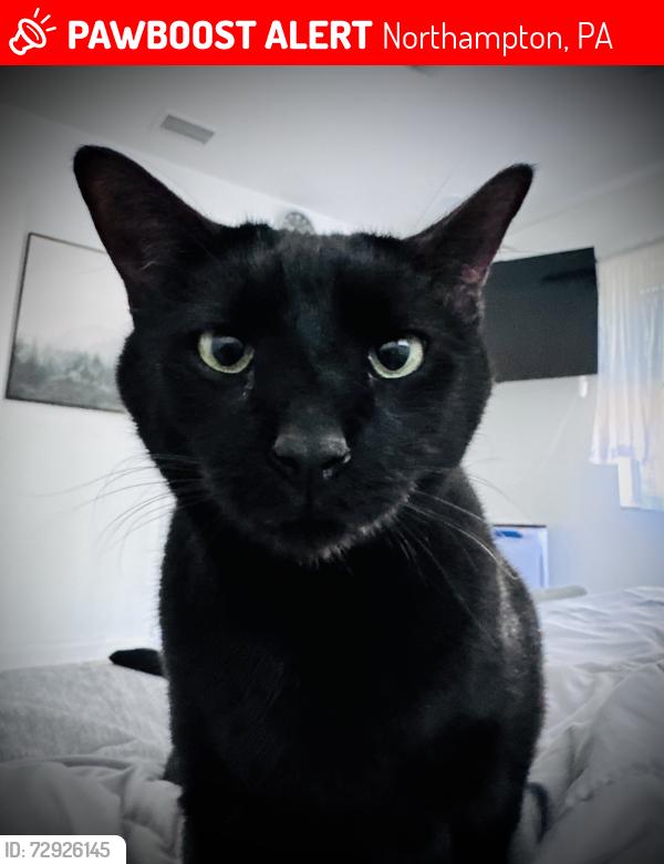 Lost Male Cat last seen Mountain View Drive & Mountain View Circle, Northampton, PA 18067