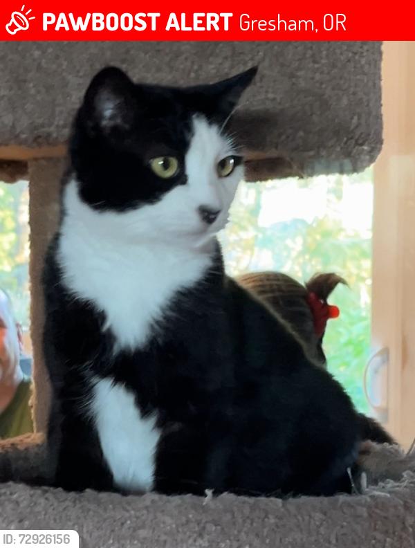 Lost Female Cat last seen 13th court SW Gresham OR, Gresham, OR 97080