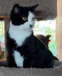 Lost Female Cat last seen 13th court SW Gresham OR, Gresham, OR 97080