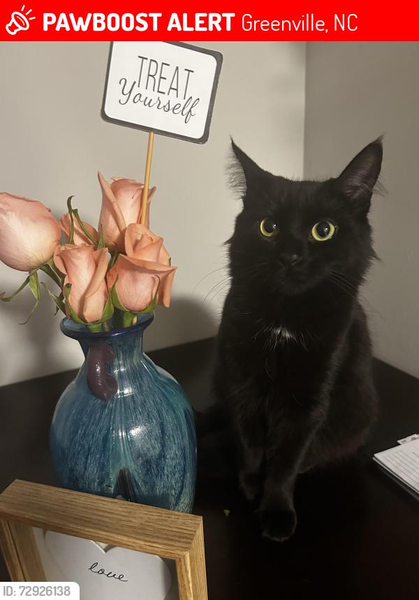 Lost Female Cat last seen Intersection between w Arlington blvd. And 5th street near Brighton park, heritage and Treybrooke apmts , Greenville, NC 27834