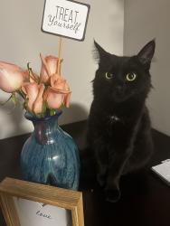 Lost Female Cat last seen Intersection between w Arlington blvd. And 5th street near Brighton park, heritage and Treybrooke apmts , Greenville, NC 27834