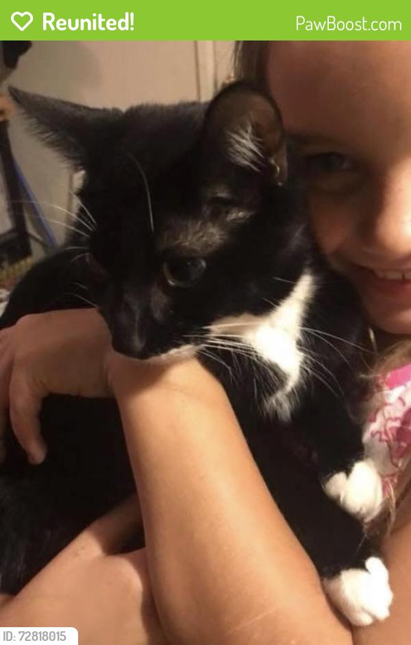Reunited Female Cat last seen Stroop, Lefevre, Town and country, Dayton, OH 45429