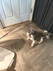 Reunited Male Dog last seen Wilshire and western, Oklahoma City, OK 73114