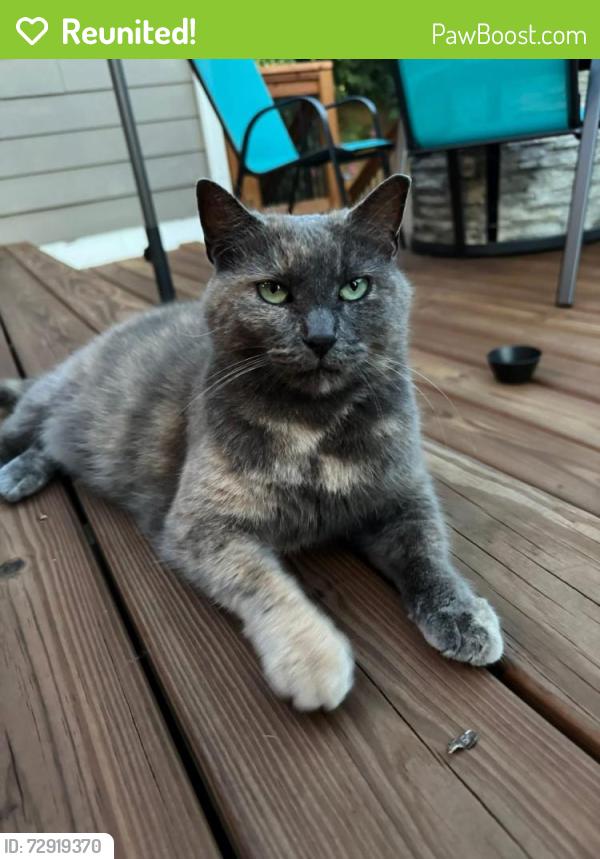 Reunited Female Cat last seen Burrus X McMahan , Nashville, TN 37216