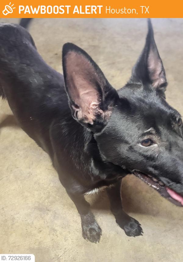 Found/Stray Female Dog last seen Unknown , Houston, TX 77073