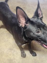 Found/Stray Female Dog last seen Unknown , Houston, TX 77073