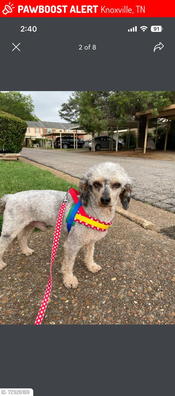 Lost Male Dog last seen First apostle c, Knoxville, TN 37912
