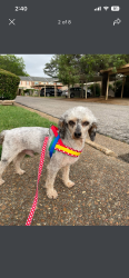 Lost Male Dog last seen First apostle c, Knoxville, TN 37912