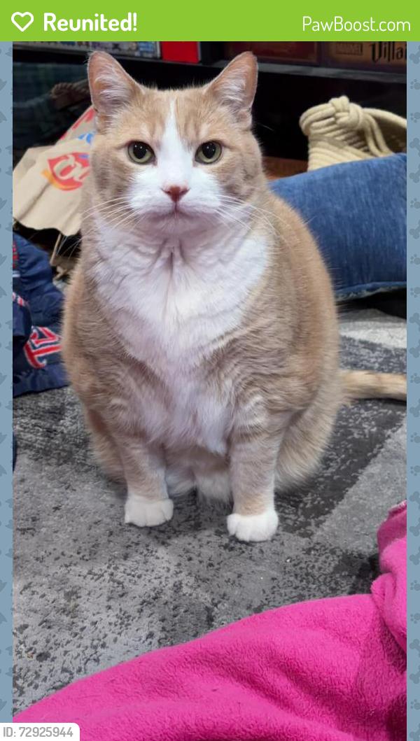 Reunited Male Cat last seen Linden and Merrill, Hutchinson, MN 55350