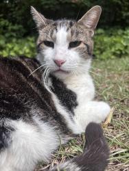 Lost Male Cat last seen Bragg Blvd, Fayetteville, NC 28303