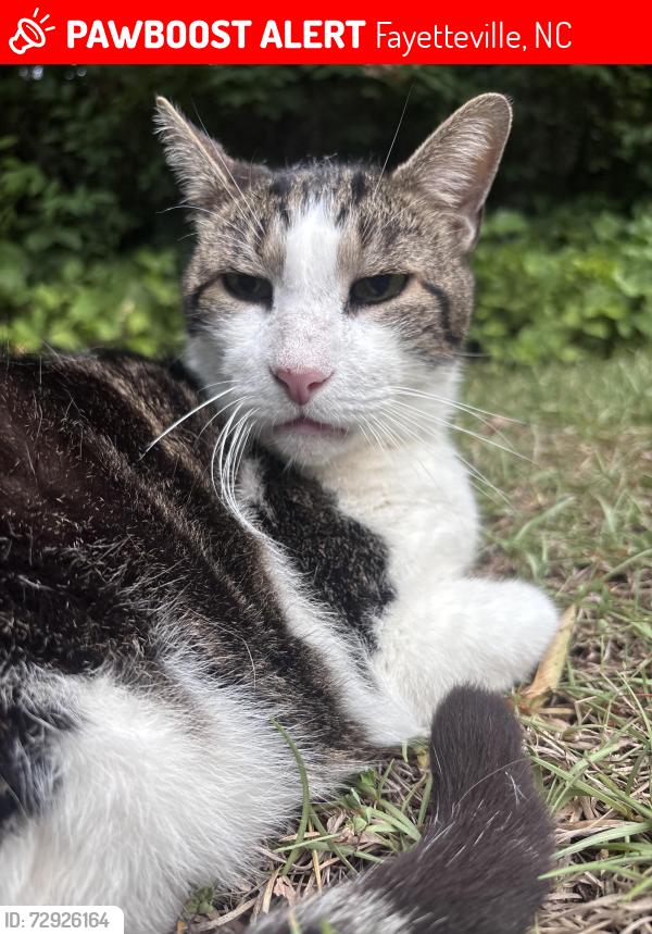 Lost Male Cat last seen Bragg Blvd, Fayetteville, NC 28303