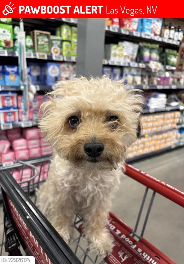 Lost Female Dog last seen maryland, cambridge, katie , Las Vegas, NV 89169
