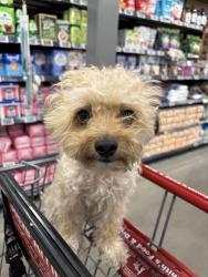 Lost Female Dog last seen maryland, cambridge, katie , Las Vegas, NV 89169