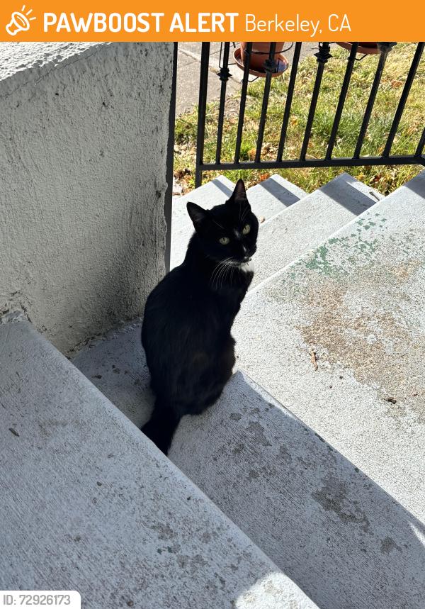 Found/Stray Unknown Cat last seen Near Malcom X elementary school in Berkeley , Berkeley, CA 94703