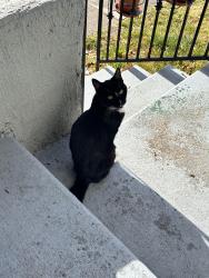 Found/Stray Unknown Cat last seen Near Malcom X elementary school in Berkeley , Berkeley, CA 94703
