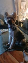 Lost Male Dog last seen Meadow Park and Meadow Crest, Princeton, TX 75407
