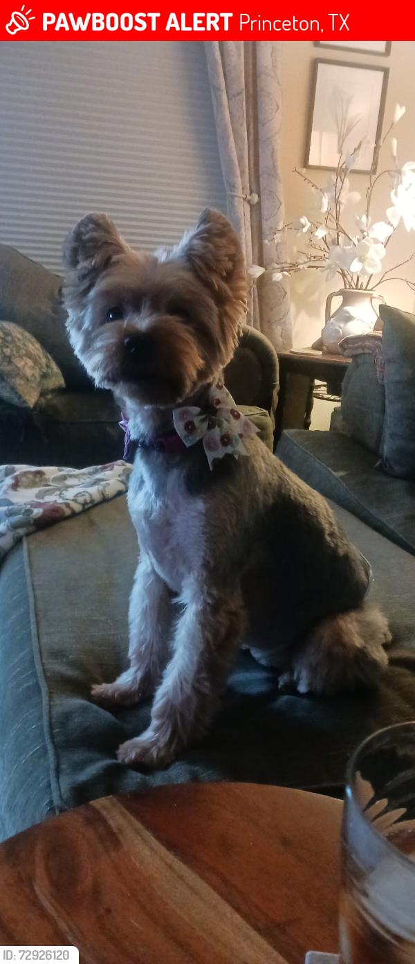 Lost Male Dog last seen Meadow Park and Meadow Crest, Princeton, TX 75407