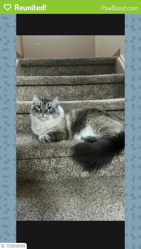 Reunited Male Cat last seen 15th street near bittersweet, Greeley, CO 80634