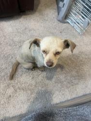 Found/Stray Female Dog last seen Found on Betka Rd , Waller, TX 77484