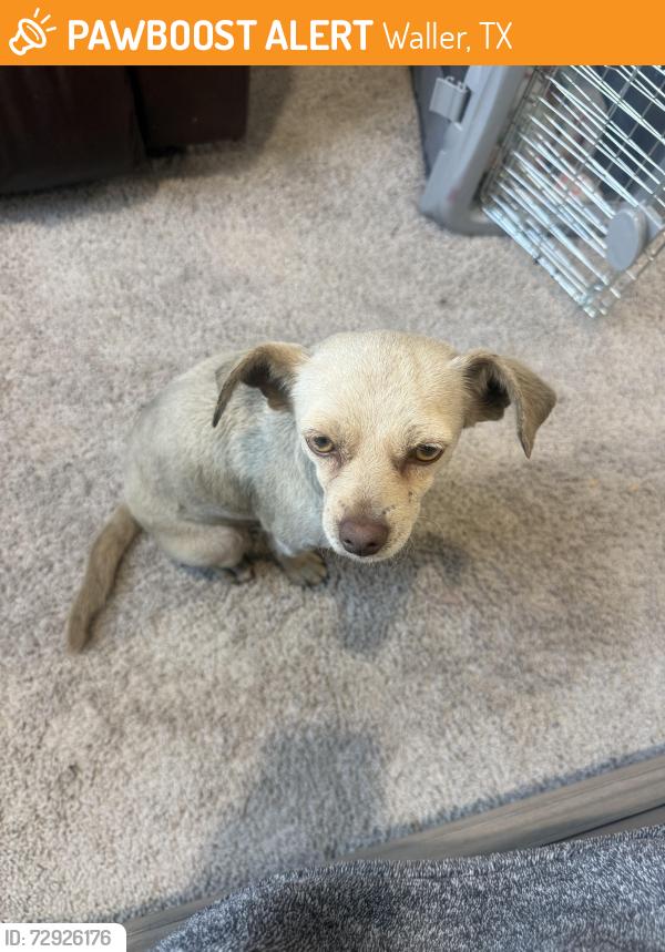 Found/Stray Female Dog last seen Found on Betka Rd , Waller, TX 77484
