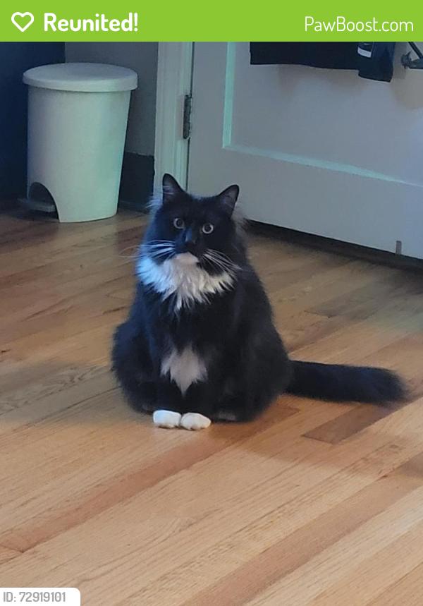Reunited Male Cat last seen Parkside drive & Belair Rd, Baltimore, MD 21214