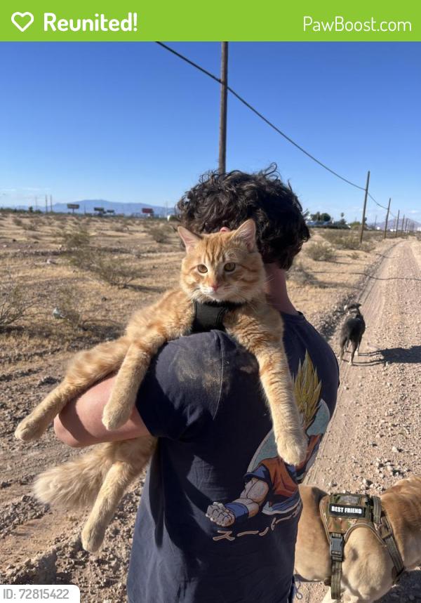 Reunited Male Cat last seen Las Vegas Blvd Across from Camping World , Las Vegas, NV 89101