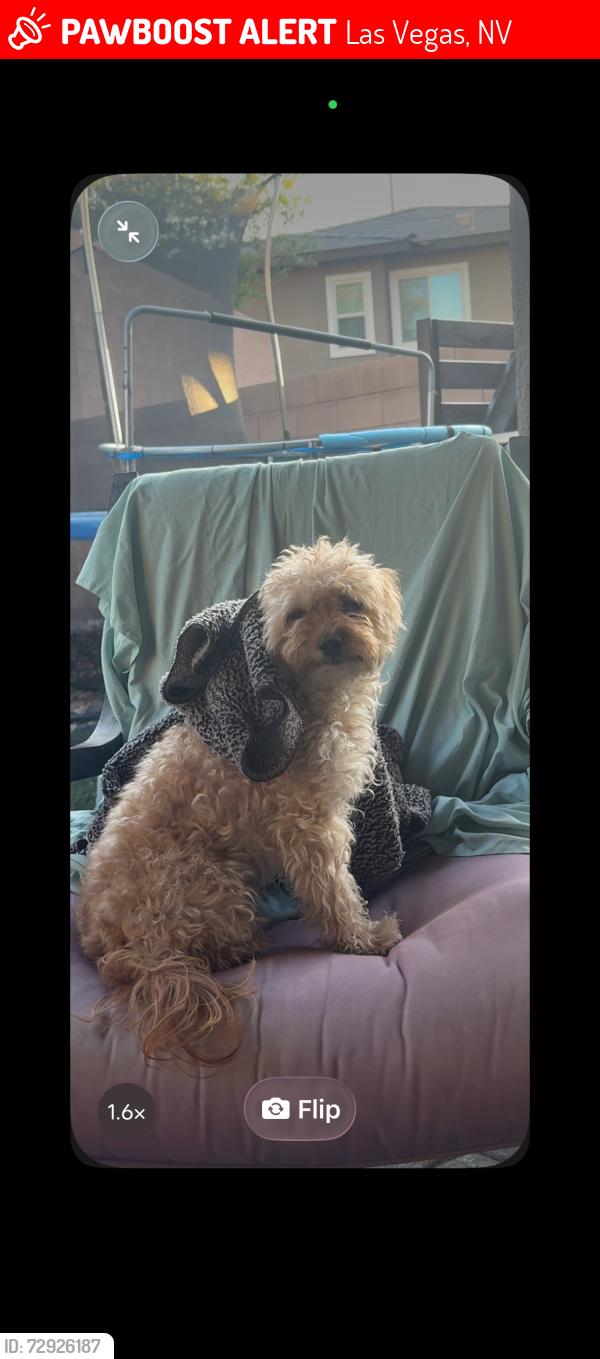 Lost Female Dog last seen maryland, cambridge, katie, Las Vegas, NV 89119