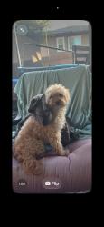 Lost Female Dog last seen maryland, cambridge, katie, Las Vegas, NV 89119