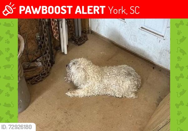 Lost Male Dog last seen Dwayne Dr, Perla Rd, York, SC 29745