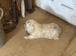 Lost Male Dog last seen Dwayne Dr, Perla Rd, York, SC 29745