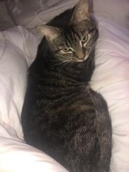 Lost Male Cat last seen County Road 1111 & County Road 1145, Tyler, TX 75704