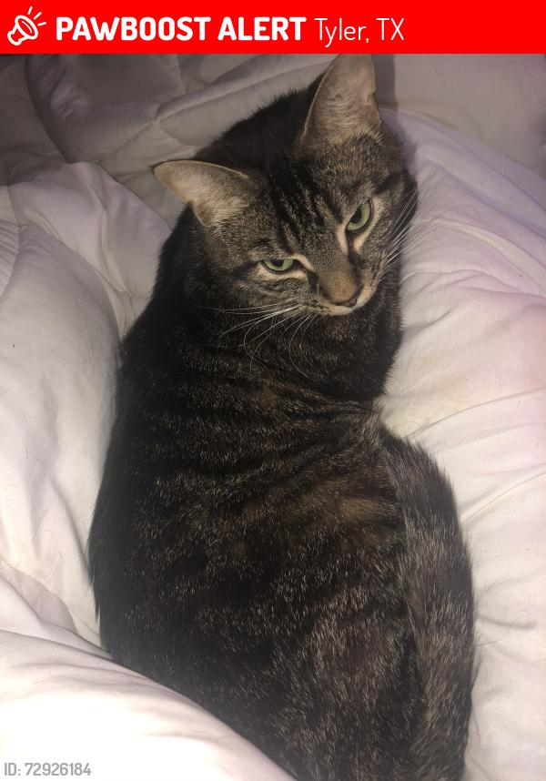 Lost Male Cat last seen County Road 1111 & County Road 1145, Tyler, TX 75704