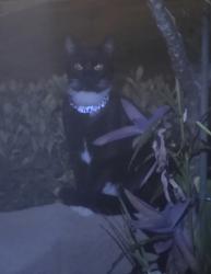 Found/Stray Unknown Cat last seen Grijalva Park, Orange, CA 92869