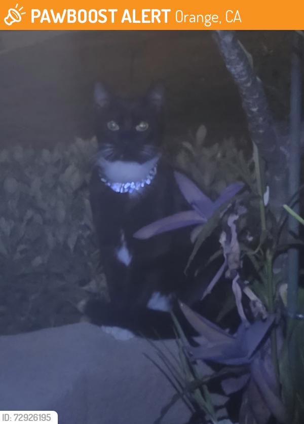 Found/Stray Unknown Cat last seen Grijalva Park, Orange, CA 92869