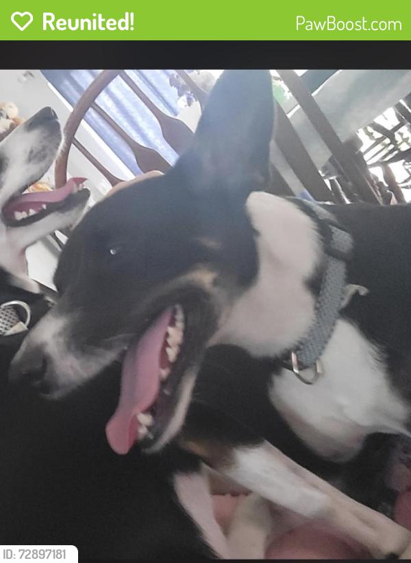 Reunited Male Dog last seen Villages of hmstd , Homestead, FL 33035