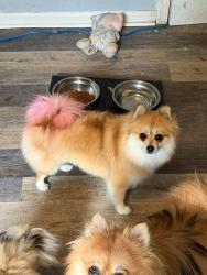 Lost Female Dog last seen Fullerton Ave , Chicago, IL 60647