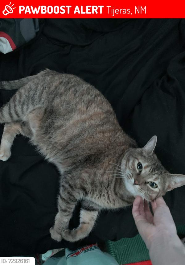 Lost Female Cat last seen Sedillo, Sedillo Hill Rd, Nature Pointe, Tijeras, NM 87059