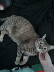 Lost Female Cat last seen Sedillo, Sedillo Hill Rd, Nature Pointe, Tijeras, NM 87059