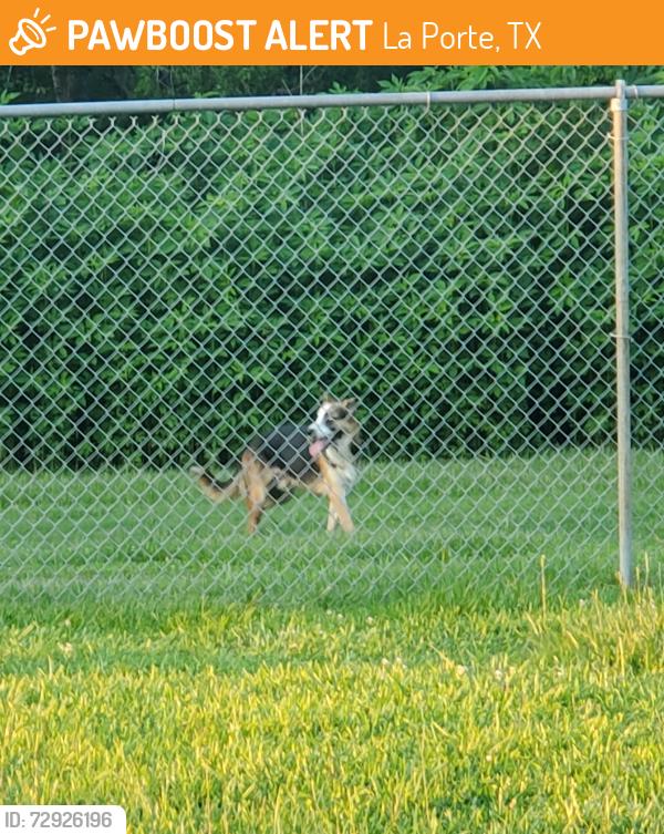 Found/Stray Unknown Dog last seen Little Cedar Bayou Park La Porte TX 77571, La Porte, TX 77571